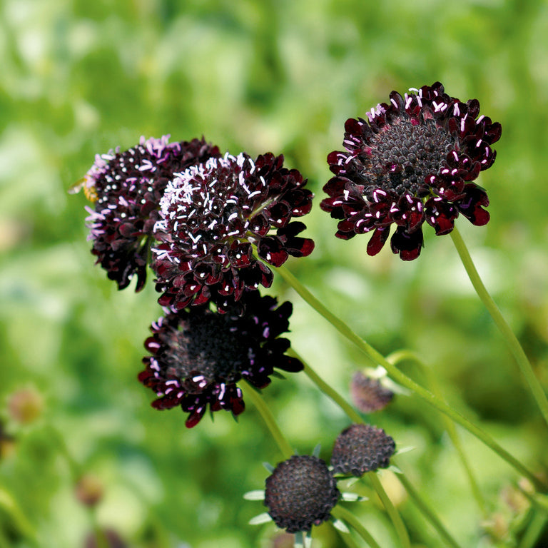 Scabiosa Romney/ Corriedale Fibre 100g